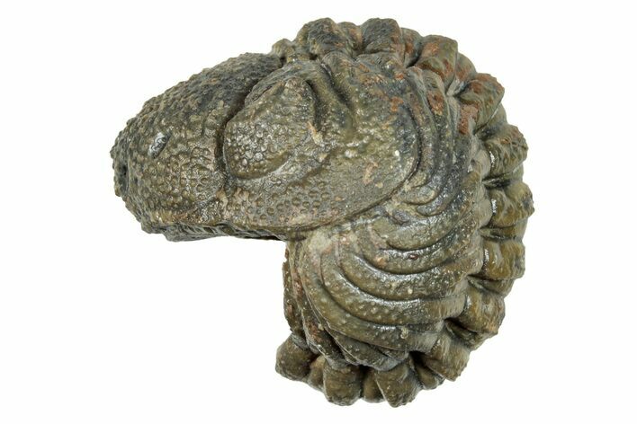 Long Enrolled Morocops Trilobite - Morocco #266010